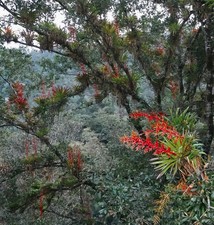 Tillandsia guatemalensis in spike Beautiful bromeliad for holiday flowering