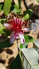 FEIJOA Sellowiana Gemini, plant en godet