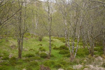 Photo 6x4 Birch wood above Loch Doilet Polloch Another example of a felle c2017