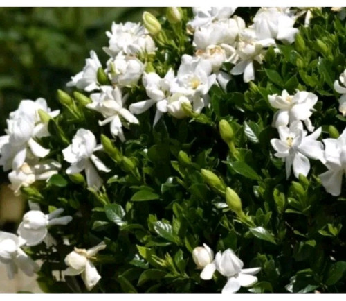 5 CUTTINGS HEIRLOOM WHITE GARDENIA BUSH CAPE JASMINE SHRUB STARTER LIVE CUTTING - Picture 1 of 2