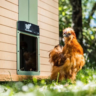 ORIGINAL RUN-CHICKEN Tür (Special Edition) Automatische Hühnerstalltür (Mint)