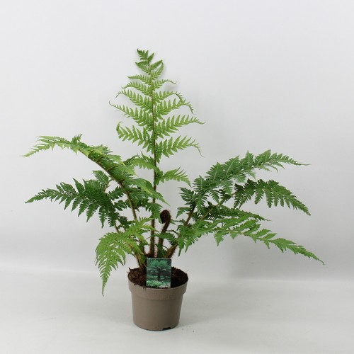 Cyathea Australis ca. 40 cm Australischer Baumfarn Schnellwüchs, groß werdender - Bild 2 von 2