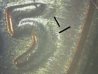 1955 POORMANS DOUBLE DIE LINCOLN CENT GEM BU     TT