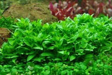 5 Staurogyne Repens S. Repens Easy Live Aquarium Carpeting Plants  