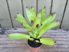 Vriesea  'green Cockatoo'  rare  bromeliad  4''pot