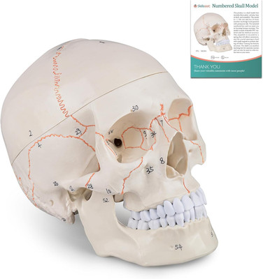Numbered Human Skull Model - Life Size Medical Quality Anatomical Model with 3 P