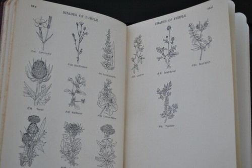 Wayside and Woodland Blossoms set of 3 books by Edward Step - Antique - Nature - Picture 5 of 10