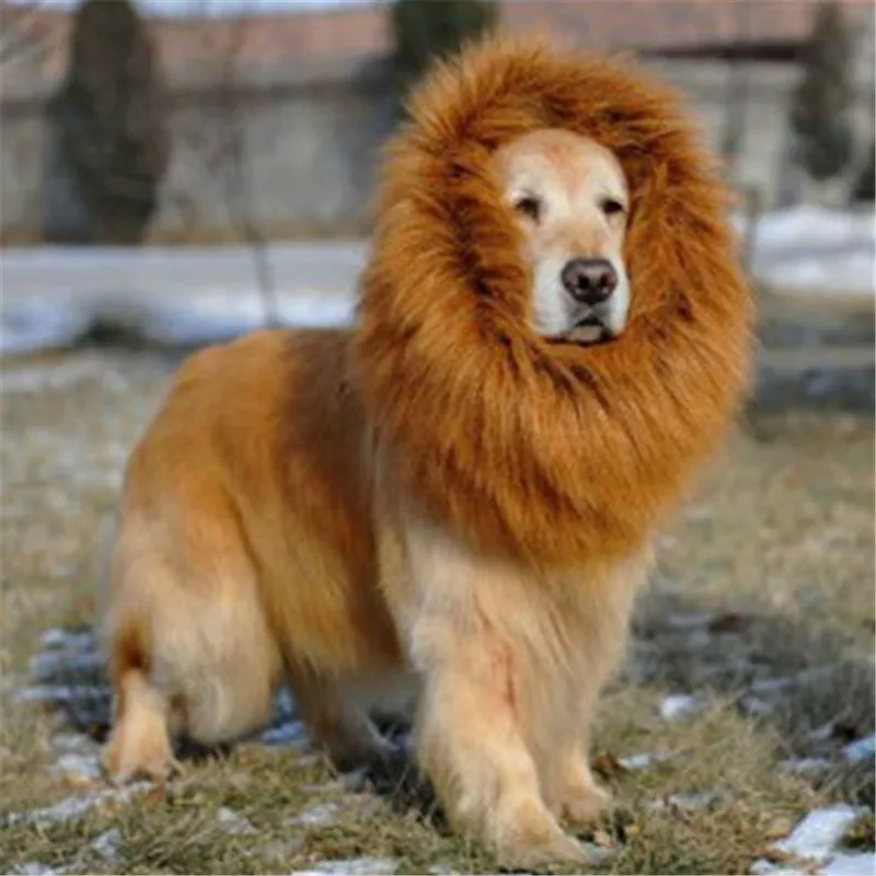 Lion mane dog cone 2025