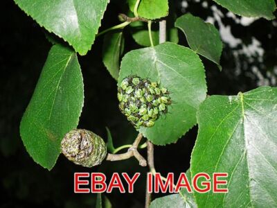FOTO SONNING GEWÖHNLICHE EINIGE GESELLIGE KÄFER N AUF EINER ERLE EIN PAAR METER BIS TH