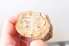 Timor Agate Lapidary Cabbing 2 lb five piece rough lot #TM2 — photo 6