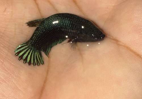 Betta Female- Pitbull USA Seller - Picture 4 of 4
