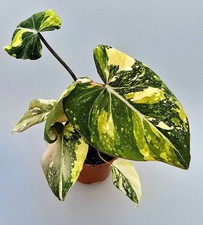 Bellissimo Filodendro Glorioso Tricolore Variegata MZ3