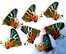 Urania ripheus - Lot of 10 Exquisite Specimens, Unspread Madagascar