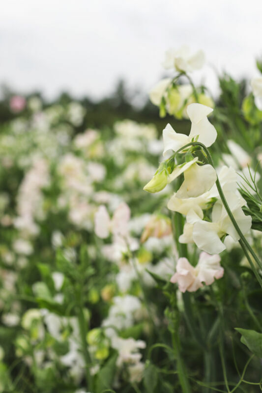 FLOWER SWEET PEA - PARFUME - WHITE SUPREME - 250 FINEST SEEDS - BULK