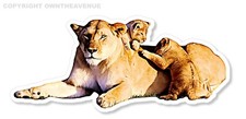 Mama Lion With Baby Lion Cubs Car Truck Window Bumper Laptop Vinyl Sticker Decal