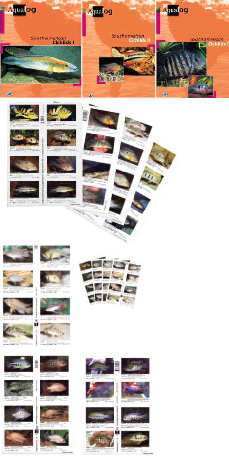 AQUALOG, South american Cichlids Vol. 1,2,3,Supplements | eBay
