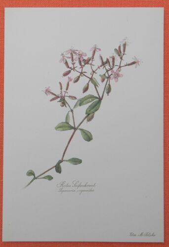 Savon rouge Saponaria ocymoides plante utile impression couleur 1954 Elsa Felsko - Photo 1/1