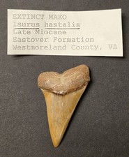 Fossil Mako Shark Tooth Isurus Hastalis Late Miocene Westmoreland Co Virginia