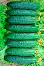 Estafeta F1 seeds from Ukraine, pack of 10