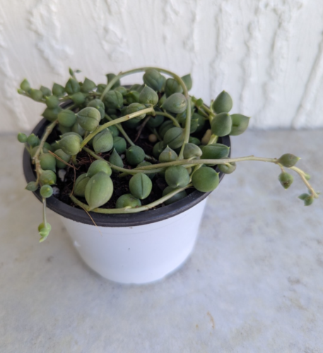 String of Pearls Succulent Live Plant 3 Inch Pot