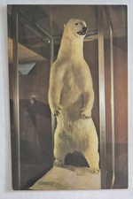 Postcard....White King Polar Bear Display at ...