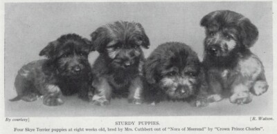 Skye Terrier ''Sturdy Pups'' - 1934 Vintage Dog Art ''Photo'' Print - CUSTOM MATTED