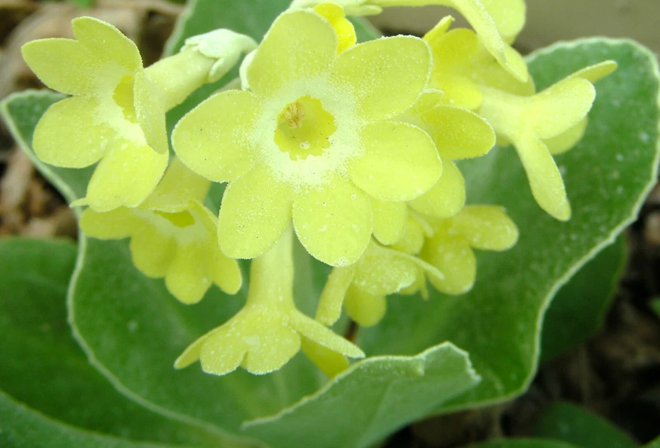 Garden or Border Auricula Seeds : Mixed Colours : Alpine Primula Hybrids - Image 4 of 4