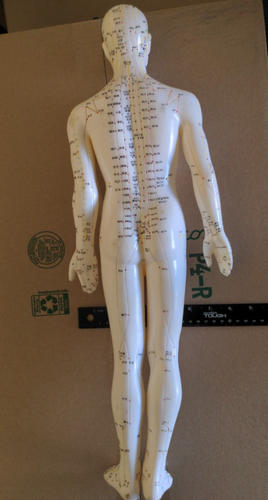 24 Zoll männliche Akupunktur Modell Meridian Punkte Figur WIE BESEHEN KEIN STÄNDER - Bild 2 von 9