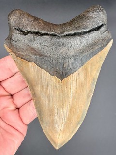 Megalodon Shark Tooth 5.68” Serrated Fossil Shark Teeth