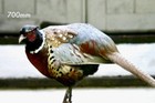 Bild 6 von 11