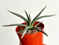 Agave  polianthiflora, choice species, nice seedling