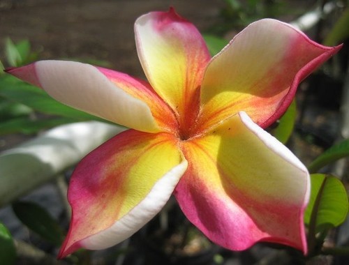 Frangipani Seeds Thailand Plumeria Rubra Black Cyclone Blood Red Orange or Mixed - Picture 11 of 14