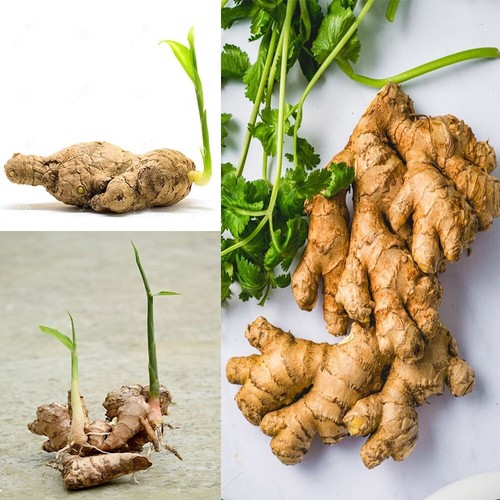 5+ Rizomi di Zenzero Germogliati Zingiber Officinale Radici Vive Fresche