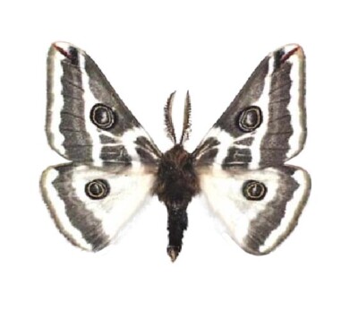 Agapema anona white saturn moth male Arizona USA unmounted wings closed