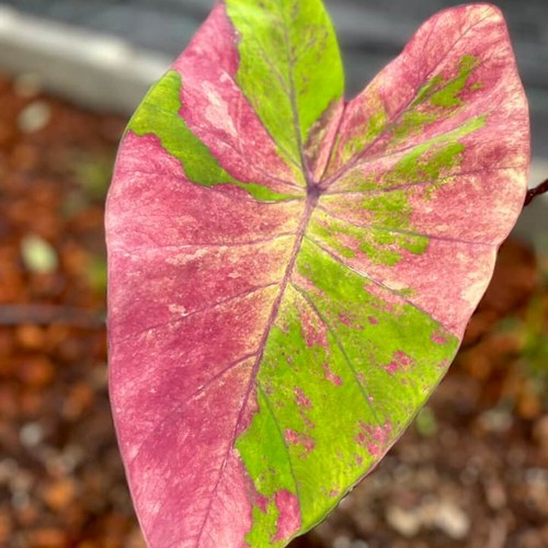 Colocasia Bombilla Viva Bauchoompoo Tuber Nuevo Híbrido Libre Certificado Fitosanitario - Imagen 7 de 24