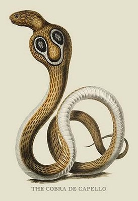 The Cobra de Capello James Forbes Poster Print