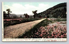 1906 Scenic Postcard Mile East of Livingston Manor NY Flower Fields