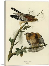 ARTCANVAS Red Shouldered Hawk Canvas Art Print by John James Audubon