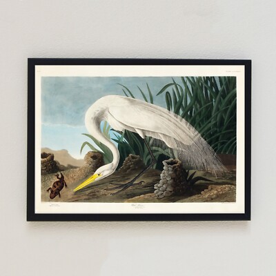 Weißer Reiher 1827 Vintage Vogel Illustration Antik Wohndeko 7x5 Wandkunstdruck