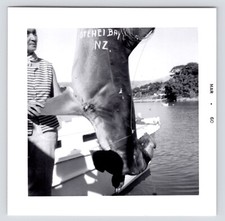 1960s~Otehei Bay New Zeland Docks~Hammerhead Shark Catch~Vintage Photos