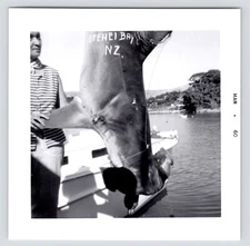 1960s~Otehei Bay New Zeland Docks~Hammerhead Shark Catch~Vintage Photos