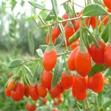 Lycium Barbarum .5 Half Gram of Seeds, Goji Berry Wolfberry Fruit Vining Shrub