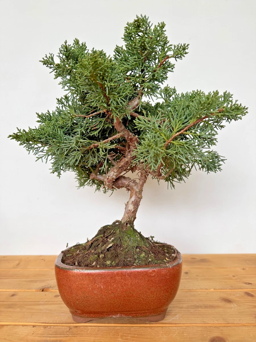 Pre-Bonsai-Bume online kaufen | eBay.de