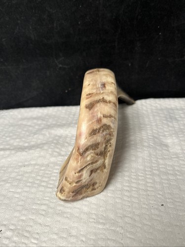 Polished Ram’s Horn Shofar Preowned - Picture 2 of 7