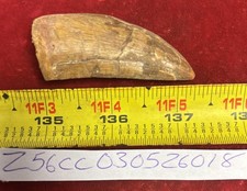 Rare Carcharodontosaurus Dinosaur Tooth T Rex Cousin 95 Mil Yrs Fossil 2 1/4”