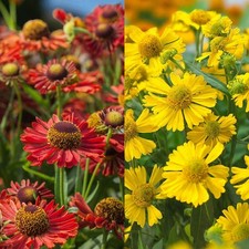 Helenium Bare Roots - Sneezeweed Daisy Flower Perennial Summer to Autumn Shrubs