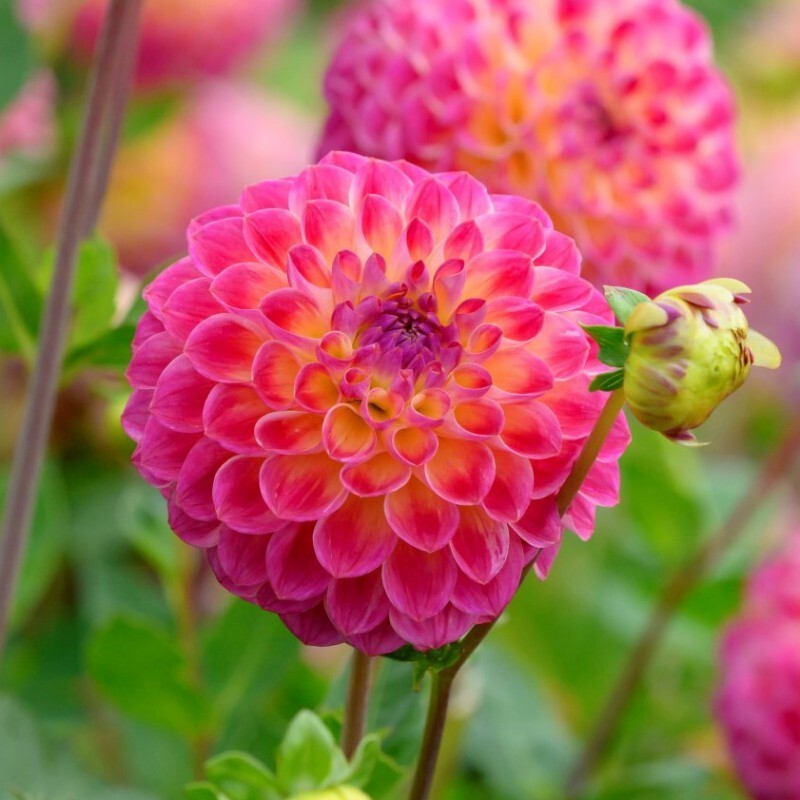 1 - HAPET DAYDREAM Decorative Dahlia Bulb Tuber Clump  * WONDERFUL PERENNIAL
