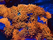 RAINBOW 🌈 ROSE  Bubble tip Anemones - 100% Aquaculture BTA Beautiful !!