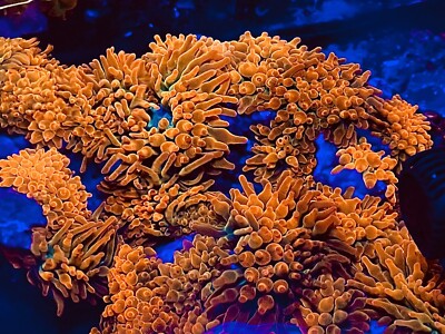 RAINBOW   ROSE  Bubble tip Anemones - 100% Aquaculture BTA Beautiful !!