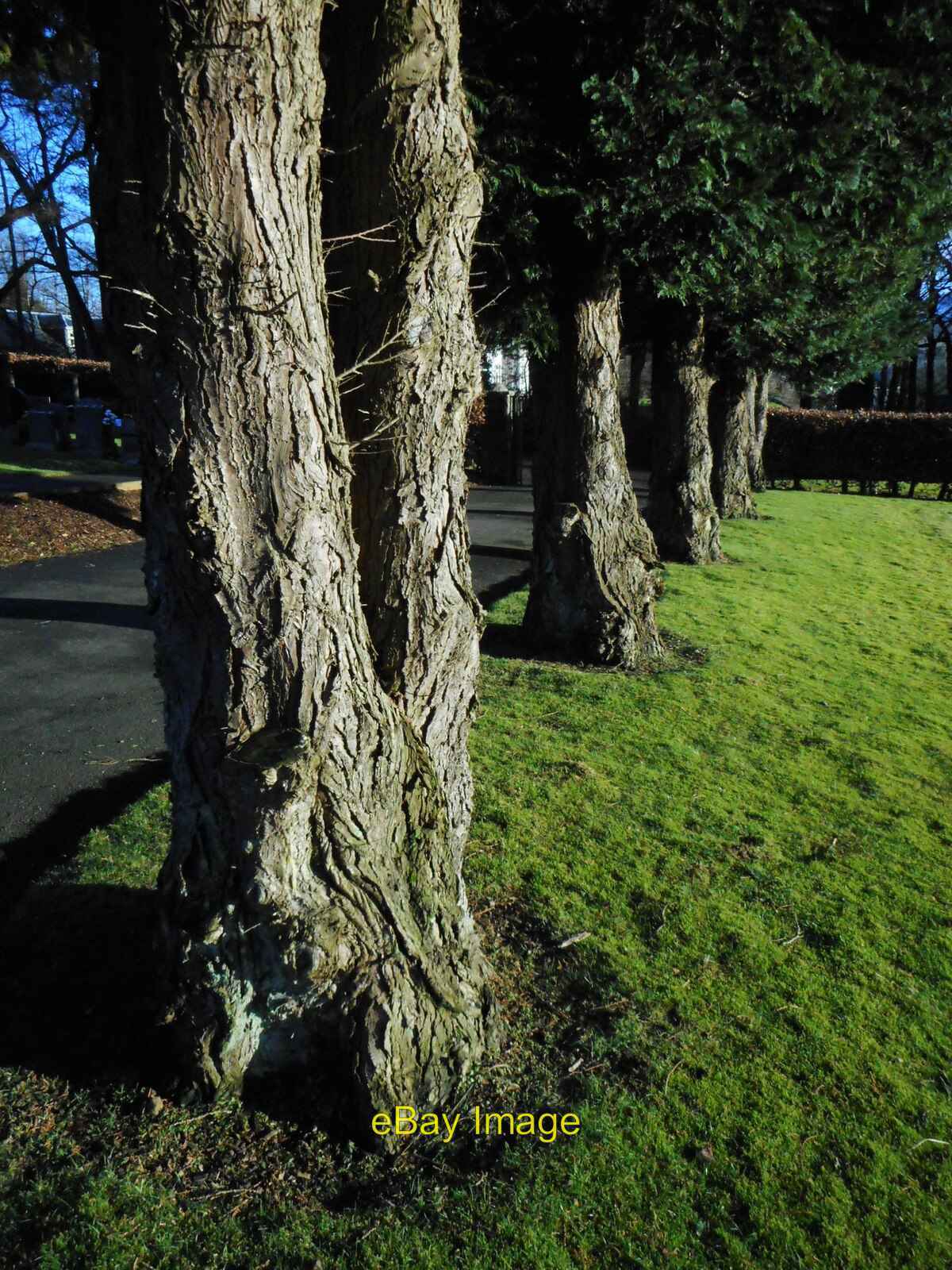 FILA Photo 6x4 Yew trees Balfron A short row of yew trees along the edge of th c2022